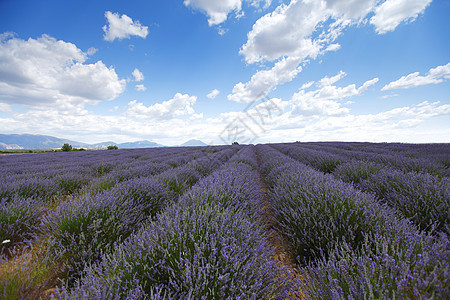 淡紫地蓝色场地花朵香气农村线条风景天空芳香农场图片