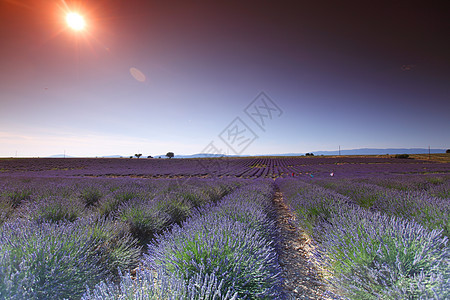 淡紫地日落收成香味农田花朵风景场地紫色农村植物图片