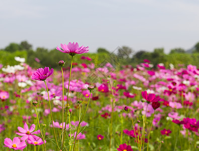 粉红宇宙花朵花园叶子农村菊科季节雏菊场地紫色公园森林图片