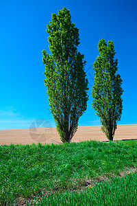 与树木同草的草苗 对准蓝天场景太阳美丽晴天草地场地森林车道全景天气图片