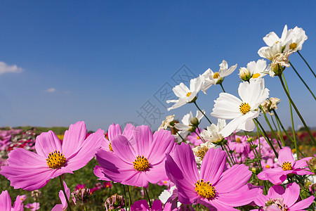 白花和粉红花紫色植物群农村花瓣森林季节公园叶子宇宙花园图片