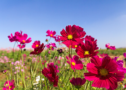 白花和粉红花植物群植物公园宇宙农村季节森林花园花瓣叶子图片