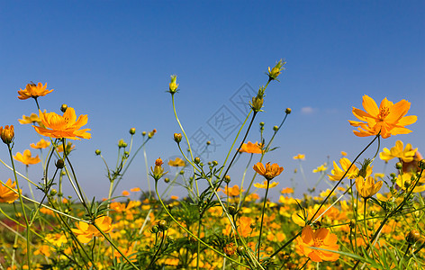 黄色宇宙花朵花瓣草地雏菊植物叶子季节场地植物群花园森林图片