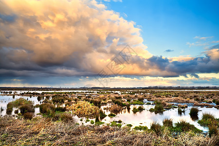 覆盖沼泽的美丽云彩荒野地平线农村天空黄色反射风景蓝色日出农田图片