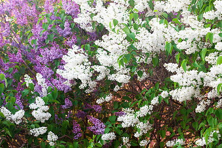 灌木丛中盛开的泉水阳光花瓣灌木生长香味芳香农场紫丁香花园季节图片