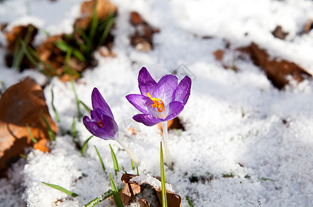 紫花椰子在雪中开花图片