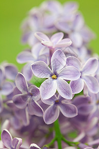 灌木丛中盛开的泉水灌木紫丁香晴天栽培衬套宏观花园农场雌蕊气味图片