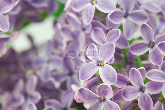 灌木丛中盛开的泉水花瓣衬套植物学宏观雌蕊植物花园紫丁香气味小屋图片