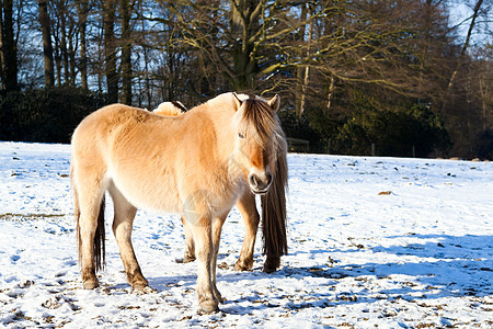 冬季牧场上的马匹图片