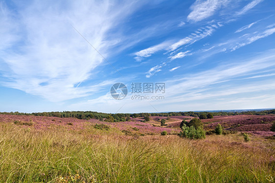 带花朵的草原图片