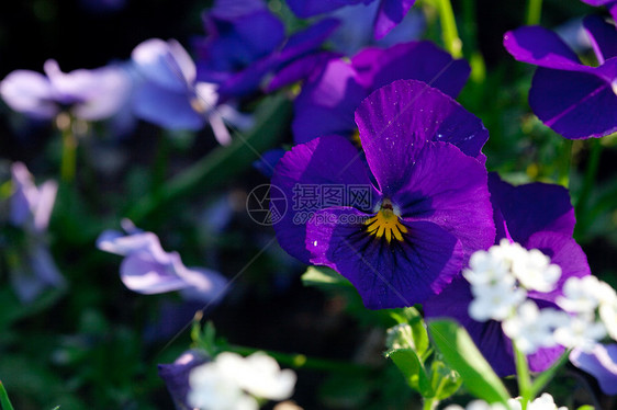 在一座城市的花园里植物公园草地自由摄影院子地面推杆场景绿色图片