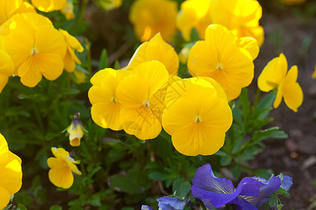 在一座城市的花园里公园活力草地环境自由推杆水平场景植物院子图片