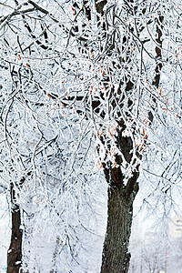 雪中冬季公园环境寒意情绪冬令场景孤独风景寂寞墙纸雪堆图片