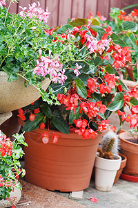 铬锅小屋乡村红色花园植物群盆栽播种机浴缸露台花盆图片