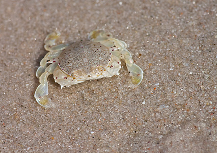 沙滩上的螃蟹宏观甲壳野生动物海岸荒野边缘热带眼睛生活海滩图片
