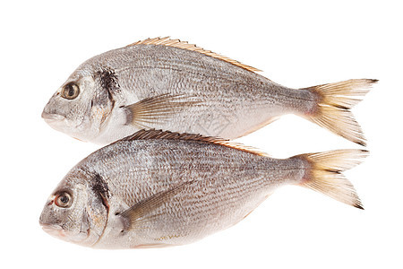 白底孤立的多拉多鱼食物尾巴海鲜镀金头海洋厨房图片