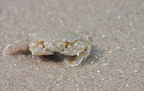 沙子里的螃蟹旅行植物学假期海岸动物甲壳海洋海滩宏观边缘图片