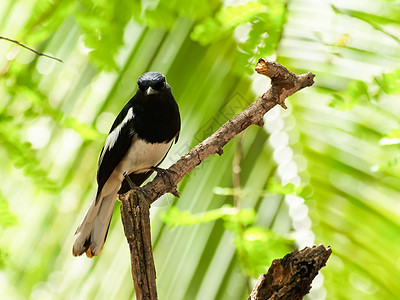 东方马皮罗宾尾骨荒野白色鸟类动物喜鹊动物群男性森林翅膀背景