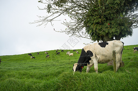 奶牛农场绿色农村地形农业生长家畜场地水平树木图片