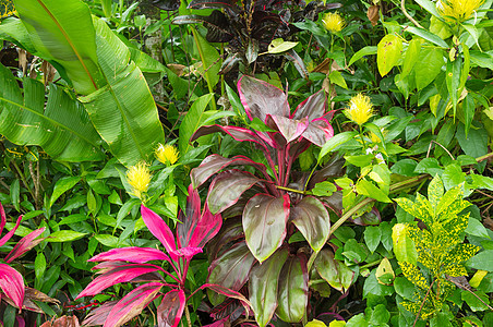 热带热带植被植物群花朵火山树叶水平植物生活画幅丛林雨林图片