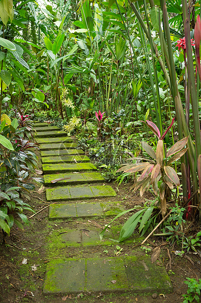 热带热带路线花朵丛林树叶植物踪迹远足火山植物群画幅生活图片