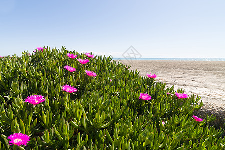 冰厂猪脸粉色海滩植被植物群水平肋骨植物图片