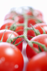 松树上的番茄藤蔓李子红色蔬菜白色图片