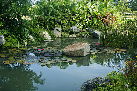 现代住宅建筑的法院景观图景情况紫色花园池塘荷花花朵岩石水生植物庭院背景图片