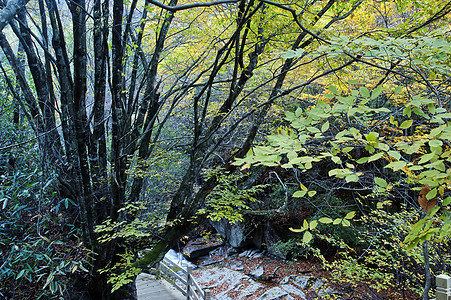 溪流  一个小瀑布红色岩石风景苔藓绿色叶子白色图片