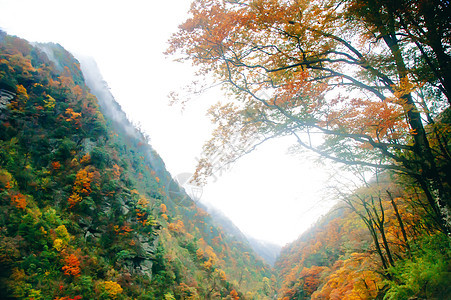 中国湖北盛农家山的美丽秋天风景叶子红色橙子树木场景金子旅行植物天气花园图片