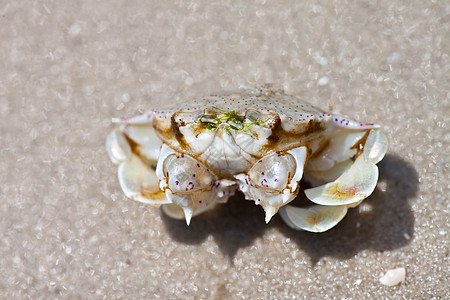 沙子上的螃蟹动物荒野植物植物学边缘海岸线热带海洋甲壳天空图片