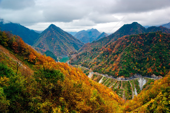 中国湖北盛农家山的美丽秋天风景植被黄色天气橙子花园金子植物森林场景树叶图片