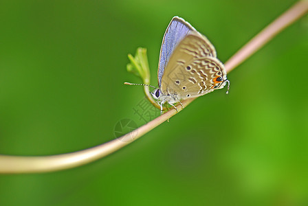 蝴蝶昆虫绿色生态植物环保生物环境多样性棕色图片