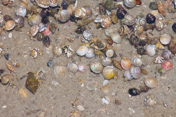 寄居蟹在沙滩上的海螺中海岸海滩旅行土地天空生活眼睛甲壳海岸线植物学图片