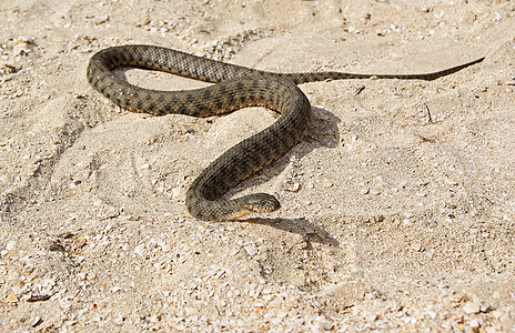 沙滩上的蛇图片