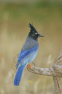 Stellers Jay 坐在一棵树上黄色歌曲蓝色图片