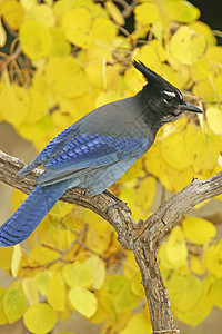 Stellers Jay 坐在一棵树上蓝色歌曲黄色图片