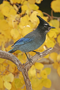 Stellers Jay 坐在一棵树上歌曲蓝色黄色图片