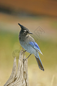 Stellers Jay 坐在一棵树上蓝色歌曲黄色图片