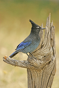 Stellers Jay 坐在一棵树上蓝色黄色歌曲图片