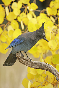 Stellers Jay 坐在一棵树上黄色歌曲蓝色图片