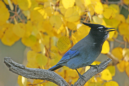 Stellers Jay 坐在一棵树上黄色歌曲蓝色图片