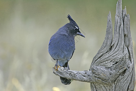 Stellers Jay 坐在一棵树上黄色歌曲蓝色图片