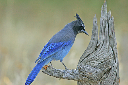 Stellers Jay 坐在一棵树上蓝色黄色歌曲图片