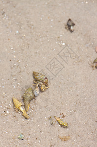 寄居蟹在沙滩上的海螺中假期荒野热带眼睛植物生态海岸线天空旅行植物学图片