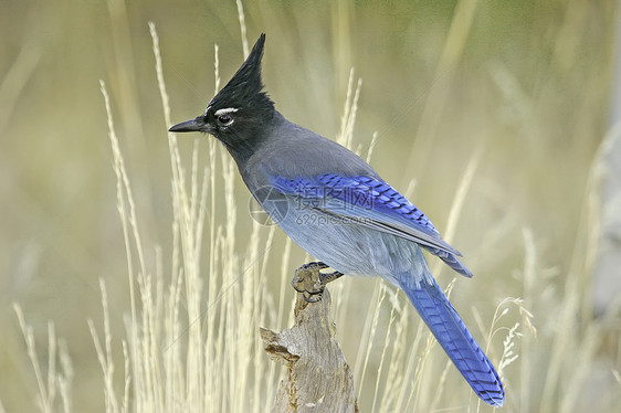 Stellers Jay 坐在一棵树上蓝色黄色歌曲图片