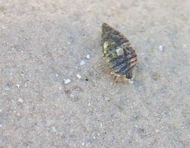 寄居蟹在沙滩上的海螺中旅行海滩假期海洋荒野生态海岸野生动物甲壳海岸线图片