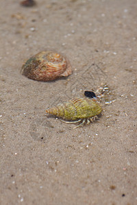 寄居蟹在沙滩上的海螺中土地甲壳荒野野生动物假期边缘生活海洋贝类植物学图片