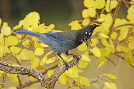 Stellers Jay 坐在一棵树上歌曲黄色蓝色图片