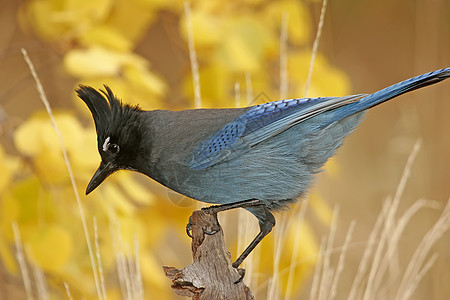 Stellers Jay 坐在一棵树上黄色蓝色歌曲图片